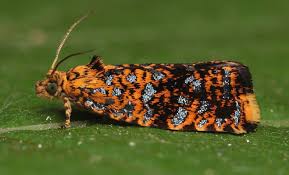 Attēlu rezultāti vaicājumam “Celypha siderana”