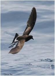 Image result for Oceanites oceanicus