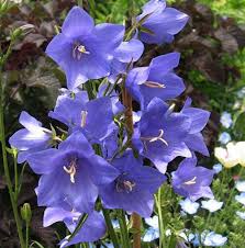 Attēlu rezultāti vaicājumam “Campanula persicifolia leaf”