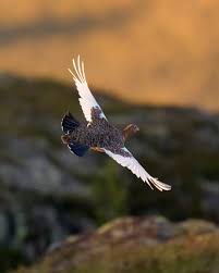 Attēlu rezultāti vaicājumam “Lagopus lagopus male”