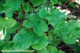 Attēlu rezultāti vaicājumam “Arctium lappa fruit”