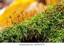 Attēlu rezultāti vaicājumam “Atrichum undulatum”