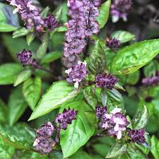 Image result for Ocimum basilicum