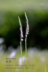 「扭蘭」的圖片搜尋結果