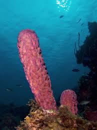 Attēlu rezultāti vaicājumam “Tubifera applanata sessile”