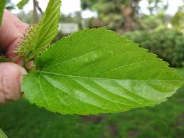 Attēlu rezultāti vaicājumam “Morus alba leaf”