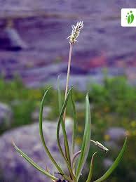 Attēlu rezultāti vaicājumam “Plantago uniflora”