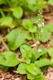 Image result for Veronica officinalis