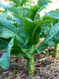 Attēlu rezultāti vaicājumam “Lactuca sativa”