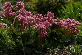 Attēlu rezultāti vaicājumam “Bergenia crassifolia”