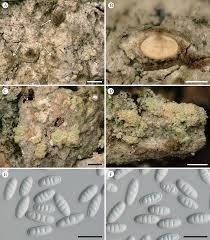 Attēlu rezultāti vaicājumam “Petractis sp.”
