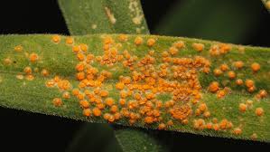 Attēlu rezultāti vaicājumam “Coleosporium sp.”