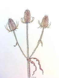 Attēlu rezultāti vaicājumam “Dipsacus fullonum fruit”