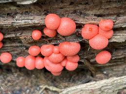 Attēlu rezultāti vaicājumam “Lycogala exiguum aggr. spores”