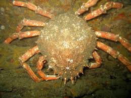 Image result for Cleveland Divers