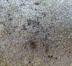 Attēlu rezultāti vaicājumam “Trapelia coarctata”