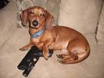 Dogs with guns - Calguns.