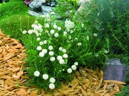 Attēlu rezultāti vaicājumam “Achillea ptarmica”