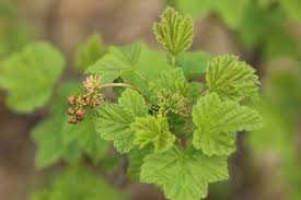 Attēlu rezultāti vaicājumam “Ribes spicatum”