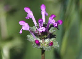 Attēlu rezultāti vaicājumam “Lamium amplexicaule”