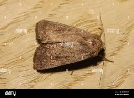 Attēlu rezultāti vaicājumam “Hoplodrina octogenaria”