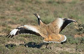 Image result for Chlamydotis macqueenii