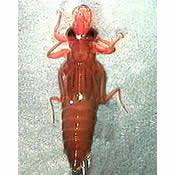 Attēlu rezultāti vaicājumam “Gomphidae”