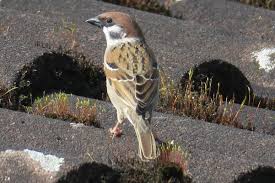 Image result for Passer montanus
