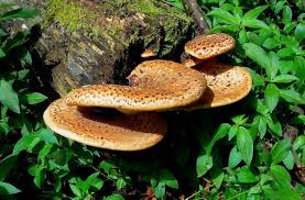 Attēlu rezultāti vaicājumam “Polyporus squamosus”