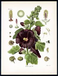 Image result for Stockrose