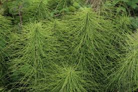 Attēlu rezultāti vaicājumam “Equisetum”