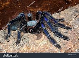 Attēlu rezultāti vaicājumam “Lamproderma violaceum macro”