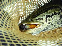 Image result for Channa argus