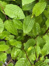 Attēlu rezultāti vaicājumam “Carpinus caroliniana”