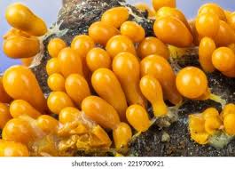 Attēlu rezultāti vaicājumam “Leocarpus fragilis spores”