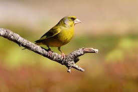 Attēlu rezultāti vaicājumam “Chloris chloris male”