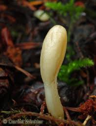 Attēlu rezultāti vaicājumam “Podostroma leucopus”