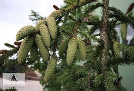 Attēlu rezultāti vaicājumam “Picea abies fo. virgata”