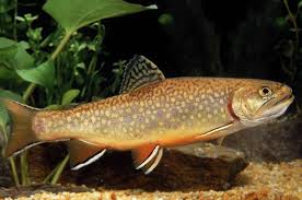 Image result for Salvelinus fontinalis