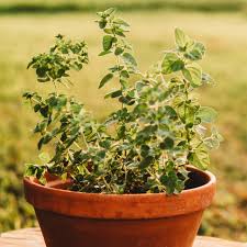 Image result for Oregano