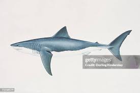 Image result for Carcharodon carcharias