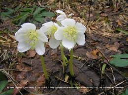Attēlu rezultāti vaicājumam “Helleborus niger flower”