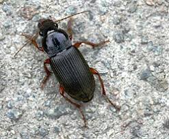 Attēlu rezultāti vaicājumam “Pseudoophonus rufipes”