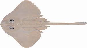 Image result for Raja polystigma