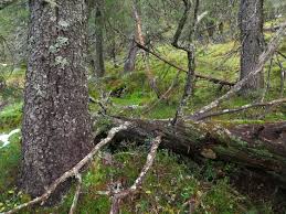 Attēlu rezultāti vaicājumam “Phellinus nigrolimitatus”