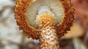 Attēlu rezultāti vaicājumam “Podostroma leucopus”