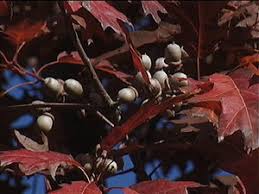Attēlu rezultāti vaicājumam “Quercus rubra fruit”