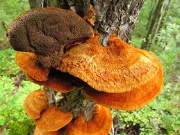 Attēlu rezultāti vaicājumam “Inonotus rheades”