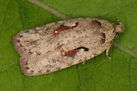 Attēlu rezultāti vaicājumam “Agonopterix ocellana”