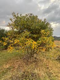 Attēlu rezultāti vaicājumam “Chionanthus virginicus”